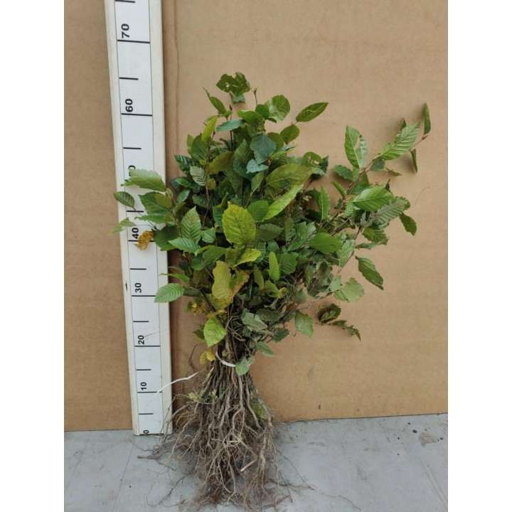 Grab pospolity Carpinus betulus – pakiet 100 sadzonek 20–30 cm, idealne na gęsty żywopłot, szkółka Garden Bratucice