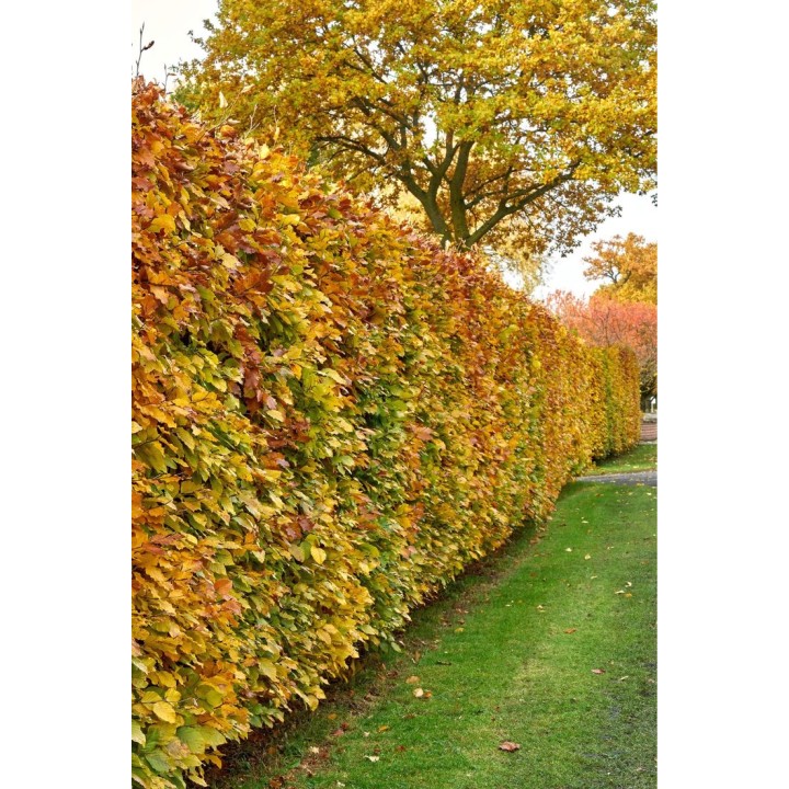 Grab pospolity Carpinus betulus – pakiet 100 sadzonek 20–30 cm, idealne na gęsty żywopłot, szkółka Garden Bratucice