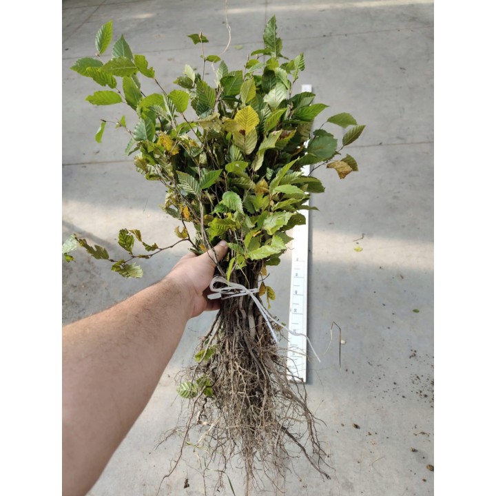 Grab pospolity Carpinus betulus – pakiet 100 sadzonek 20–30 cm, idealne na gęsty żywopłot, szkółka Garden Bratucice