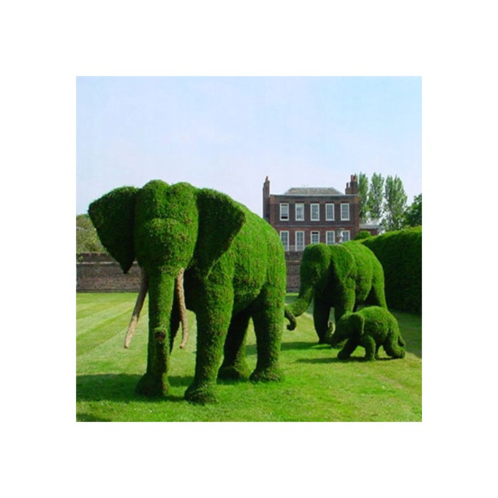 Grab pospolity Carpinus betulus – pakiet 100 sadzonek 20–30 cm, idealne na gęsty żywopłot, szkółka Garden Bratucice