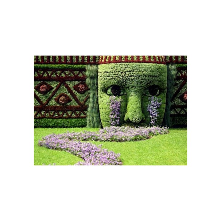 Grab pospolity Carpinus betulus – pakiet 100 sadzonek 20–30 cm, idealne na gęsty żywopłot, szkółka Garden Bratucice