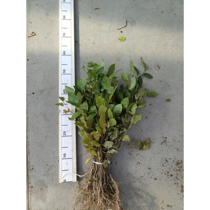 Grab pospolity Carpinus betulus – pakiet 100 sadzonek 20–30 cm, idealne na gęsty żywopłot, szkółka Garden Bratucice