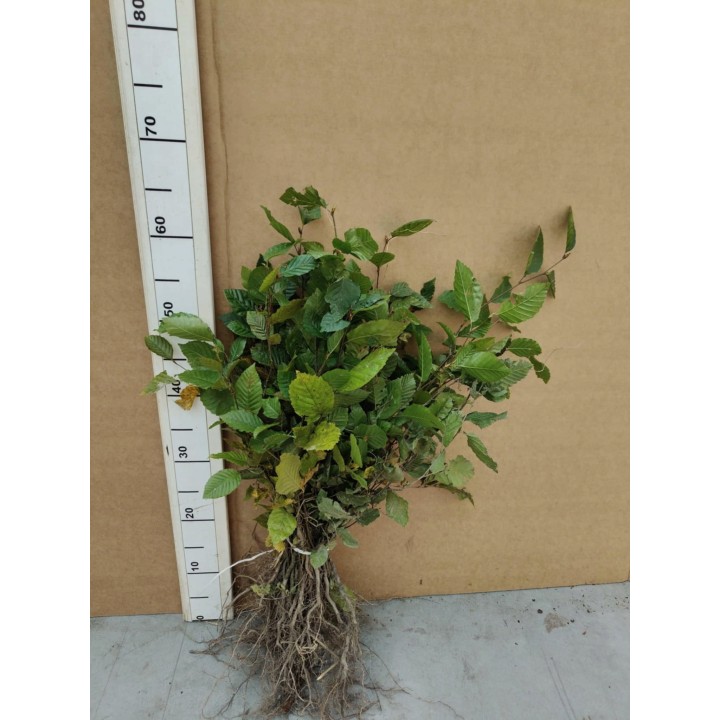 Grab pospolity Carpinus betulus – pakiet 100 sadzonek 20–30 cm, idealne na gęsty żywopłot, szkółka Garden Bratucice