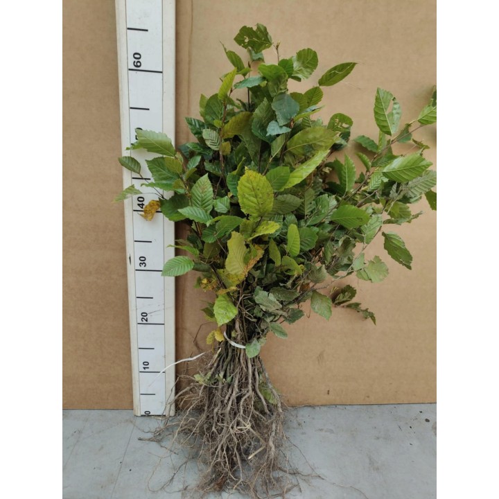 Grab pospolity Carpinus betulus – pakiet 100 sadzonek 20–30 cm, idealne na gęsty żywopłot, szkółka Garden Bratucice