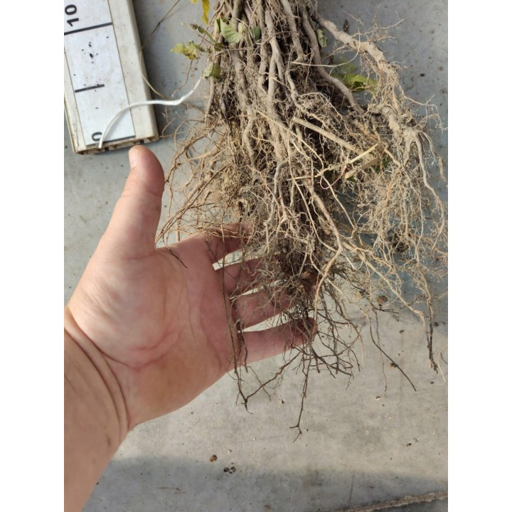 Grab pospolity Carpinus betulus – pakiet 100 sadzonek 20–30 cm, idealne na gęsty żywopłot, szkółka Garden Bratucice