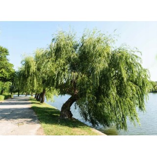 Wierzba płacząca sadzonka 70–120 cm — szybko rosnąca, mrozoodporna, idealna nad wodę