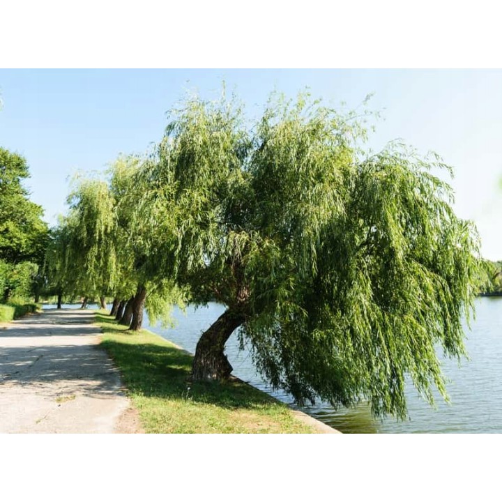 Wierzba płacząca sadzonka 70–120 cm — szybko rosnąca, mrozoodporna, idealna nad wodę