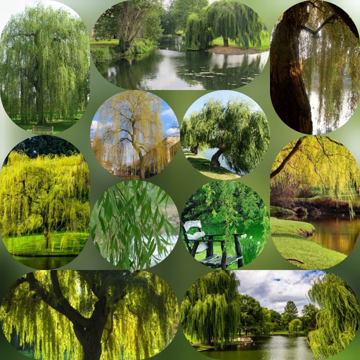 Wierzba płacząca sadzonka 70–120 cm — szybko rosnąca, mrozoodporna, idealna nad wodę