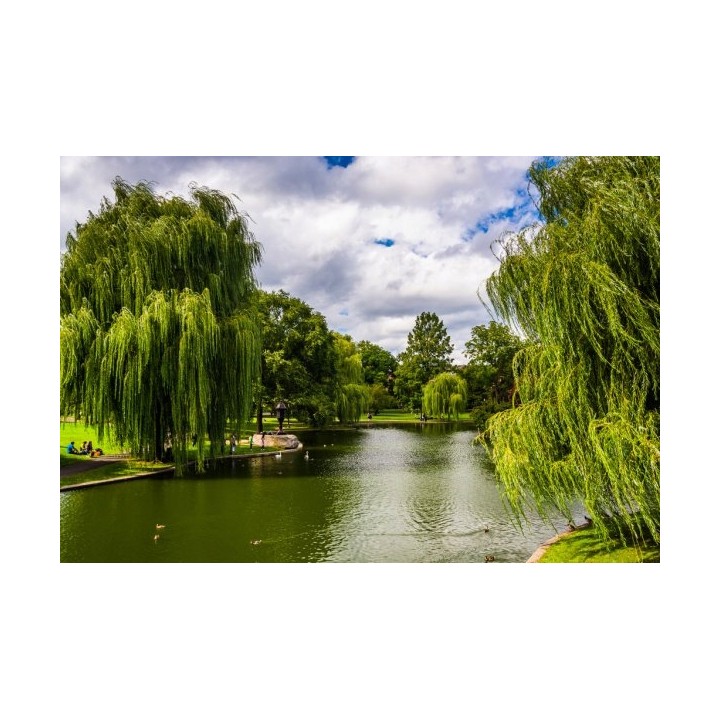 Wierzba płacząca sadzonka 70–120 cm — szybko rosnąca, mrozoodporna, idealna nad wodę