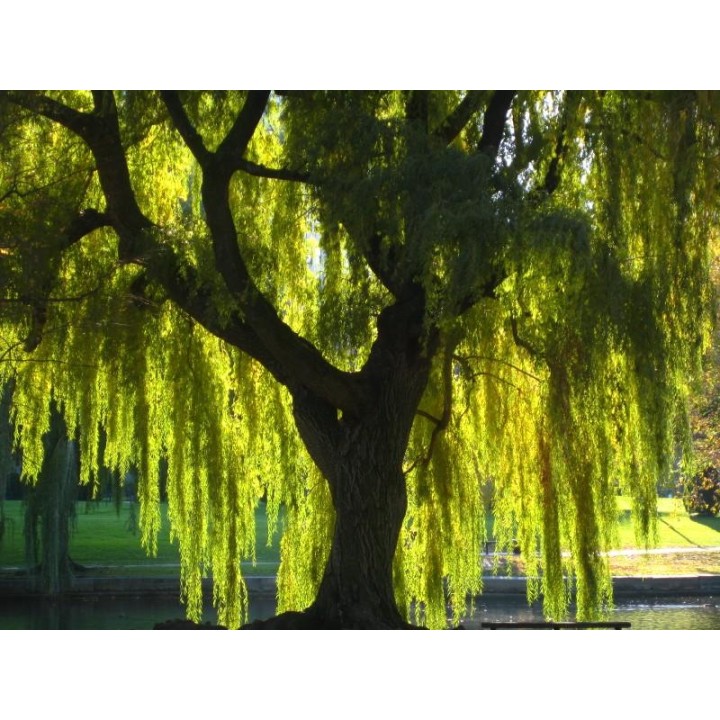 Wierzba płacząca sadzonka 70–120 cm — szybko rosnąca, mrozoodporna, idealna nad wodę