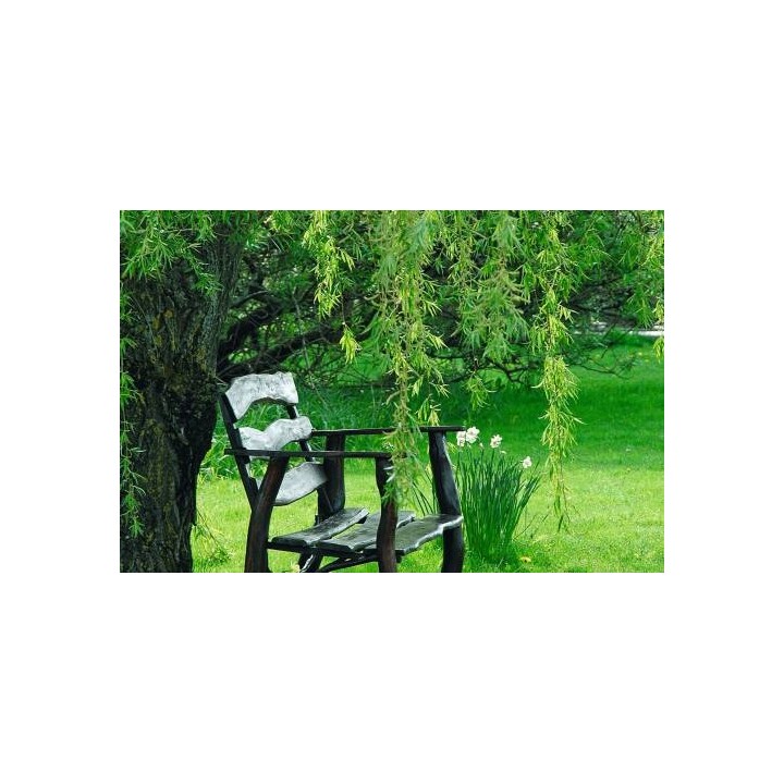 Wierzba płacząca sadzonka 70–120 cm — szybko rosnąca, mrozoodporna, idealna nad wodę