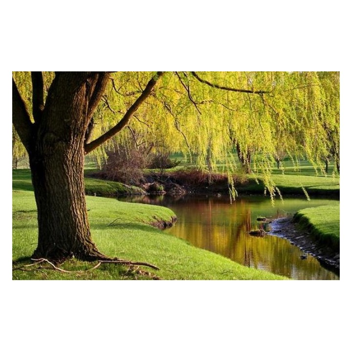 Wierzba płacząca sadzonka 70–120 cm — szybko rosnąca, mrozoodporna, idealna nad wodę