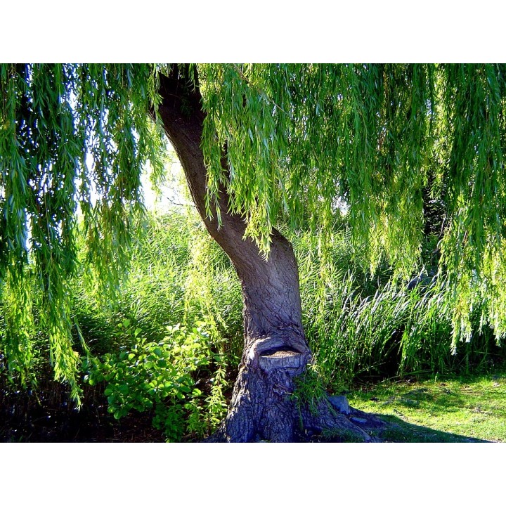 Wierzba płacząca 'Chrysocoma' - szybkorosnąca sadzonka 120–200 cm, idealna do ogrodu