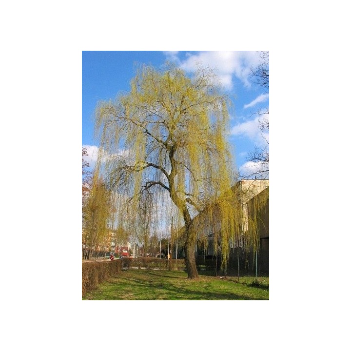 Wierzba płacząca sadzonka 70–120 cm — szybko rosnąca, mrozoodporna, idealna nad wodę