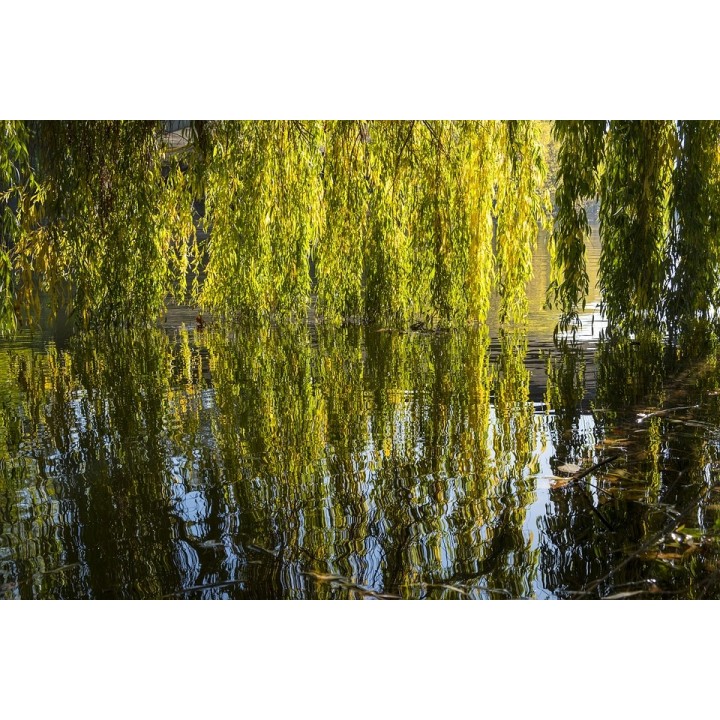 Wierzba płacząca 'Chrysocoma' - szybkorosnąca sadzonka 120–200 cm, idealna do ogrodu