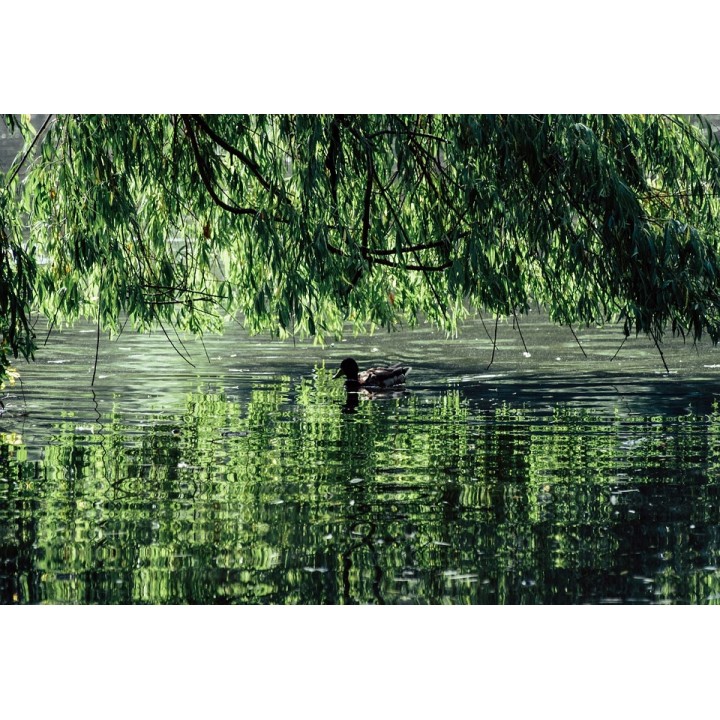 Wierzba płacząca 'Chrysocoma' - szybkorosnąca sadzonka 120–200 cm, idealna do ogrodu