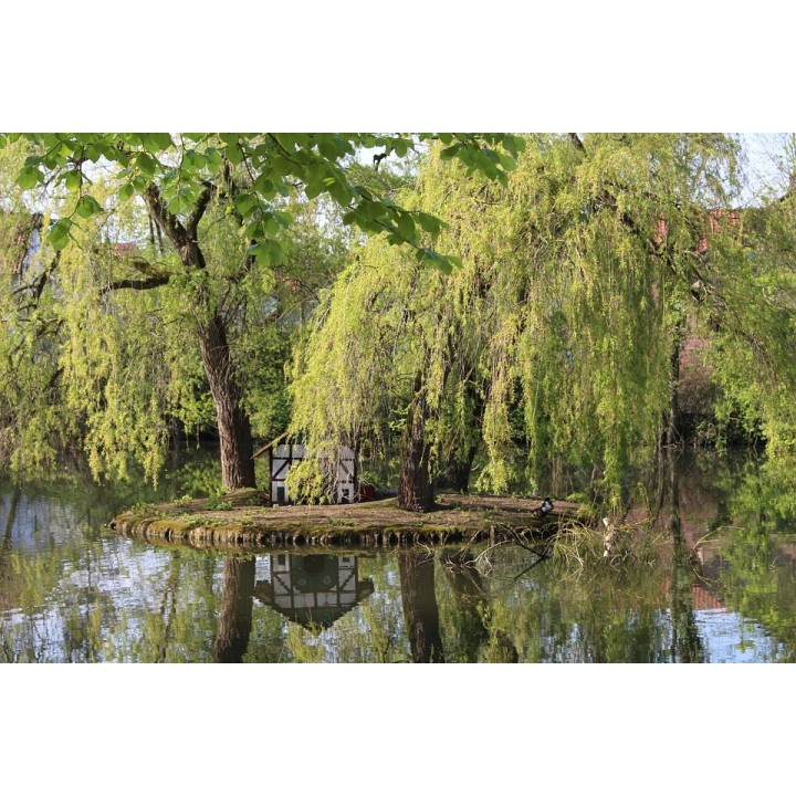 Wierzba płacząca 'Chrysocoma' - szybkorosnąca sadzonka 120–200 cm, idealna do ogrodu