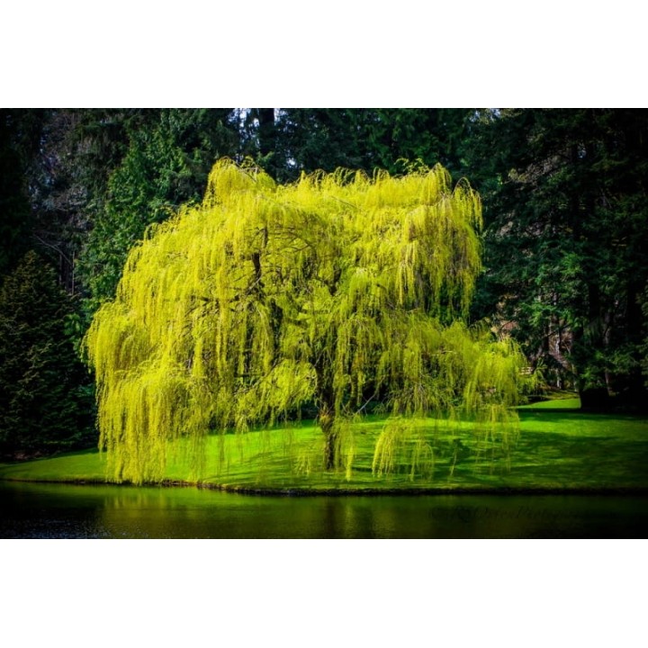 Wierzba płacząca sadzonka 70–120 cm — szybko rosnąca, mrozoodporna, idealna nad wodę