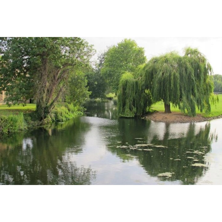 Wierzba płacząca sadzonka 70–120 cm — szybko rosnąca, mrozoodporna, idealna nad wodę
