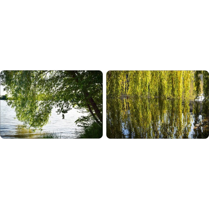 Wierzba płacząca 'Chrysocoma' - szybkorosnąca sadzonka 120–200 cm, idealna do ogrodu