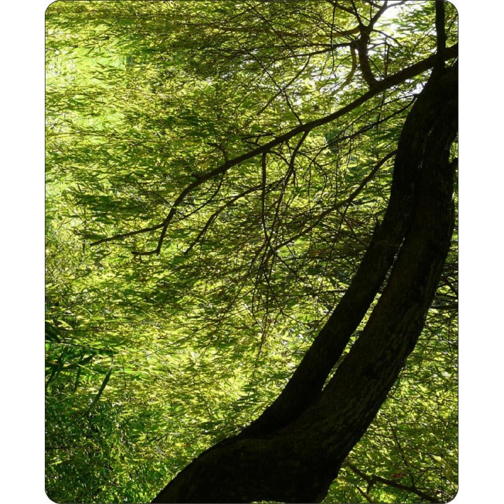 Wierzba płacząca 'Chrysocoma' - szybkorosnąca sadzonka 120–200 cm, idealna do ogrodu