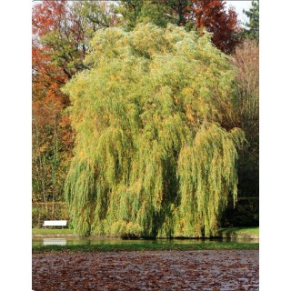 Wierzba płacząca 'Chrysocoma' 70–120 cm — szybkorosnąca sadzonka z gołym korzeniem