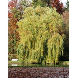 Wierzba płacząca 'Chrysocoma' 70–120 cm — szybkorosnąca sadzonka z gołym korzeniem