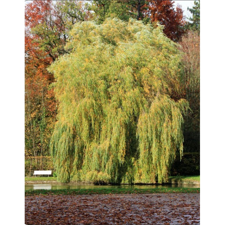 Wierzba płacząca 'Chrysocoma' 70–120 cm — szybkorosnąca sadzonka z gołym korzeniem