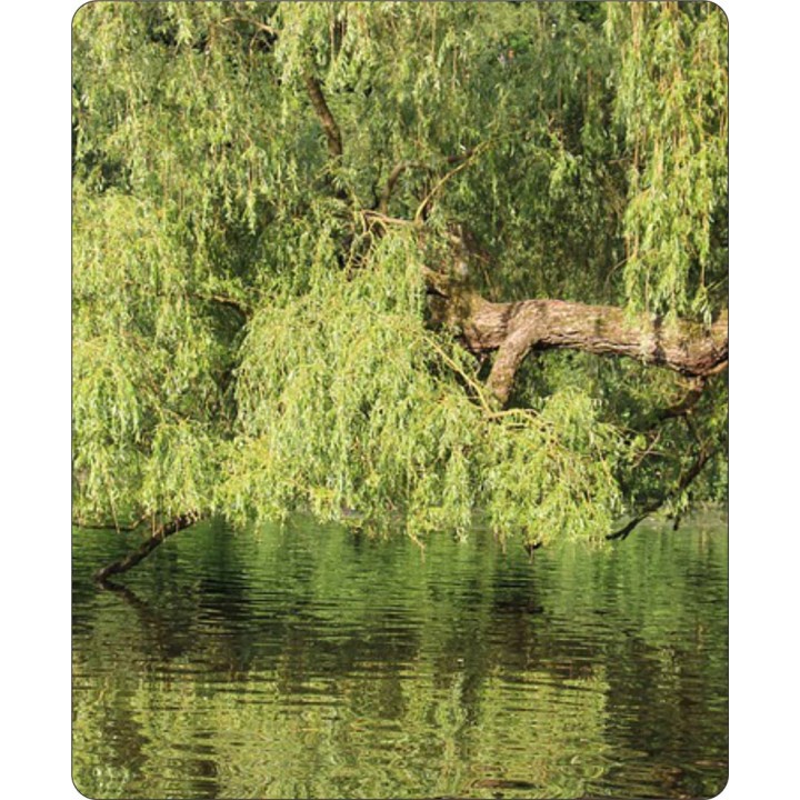 Wierzba płacząca 'Chrysocoma' - szybkorosnąca sadzonka 120–200 cm, idealna do ogrodu