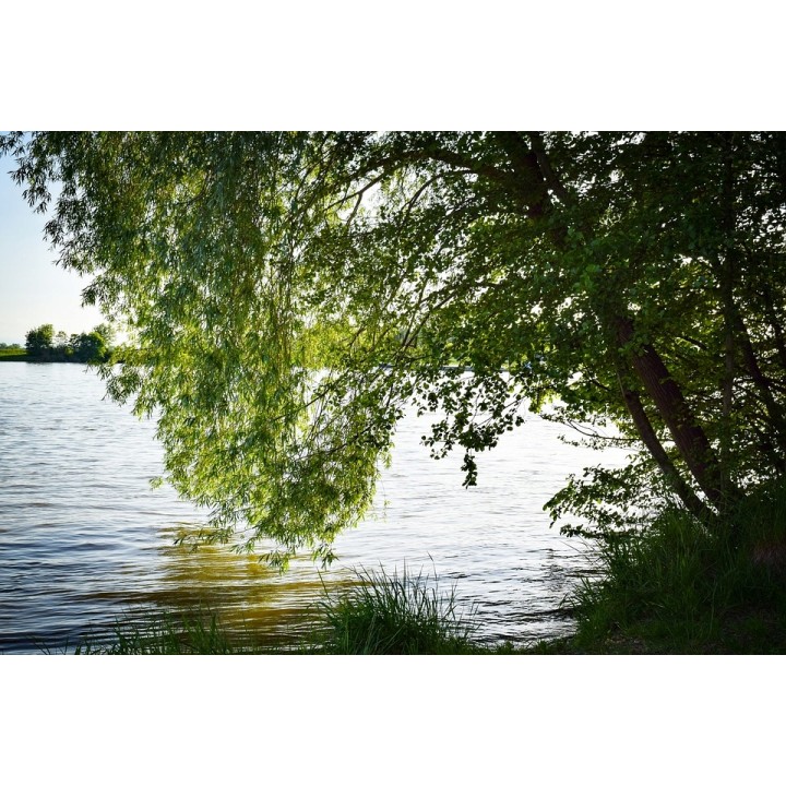 Wierzba płacząca 'Chrysocoma' 70–120 cm — szybkorosnąca sadzonka z gołym korzeniem