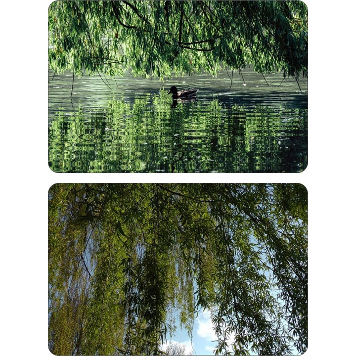 Wierzba płacząca 'Chrysocoma' - szybkorosnąca sadzonka 120–200 cm, idealna do ogrodu