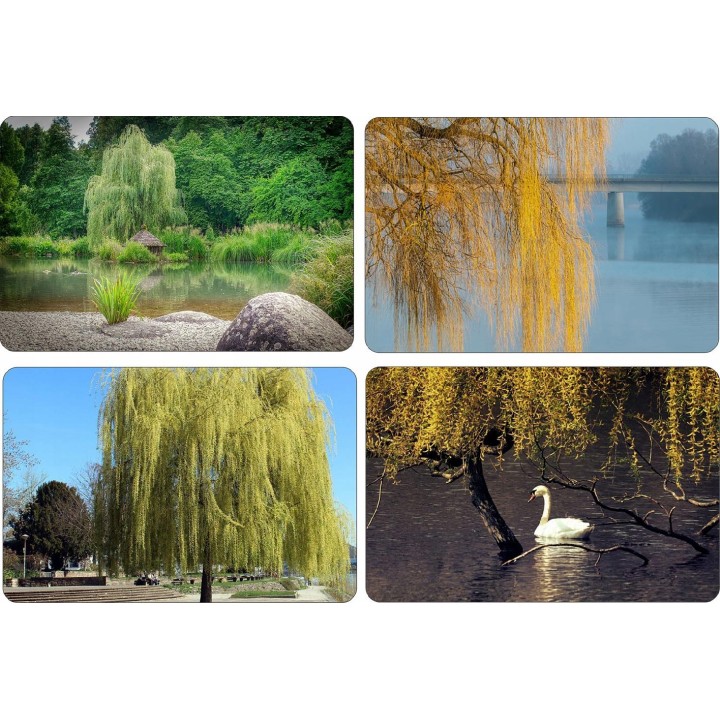 Wierzba płacząca 'Chrysocoma' - szybkorosnąca sadzonka 120–200 cm, idealna do ogrodu