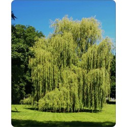 Wierzba płacząca 'Chrysocoma' (Salix) sadzonka wys. 70-120 cm - 10 szt