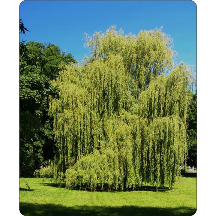 Wierzba płacząca 'Chrysocoma' 70–120 cm — szybkorosnąca sadzonka z gołym korzeniem