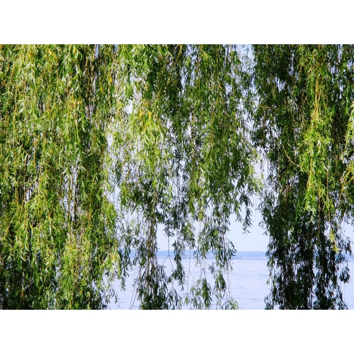 Wierzba płacząca 'Chrysocoma' – szybkorosnące sadzonki 70–120 cm (pakiet 10 szt.)