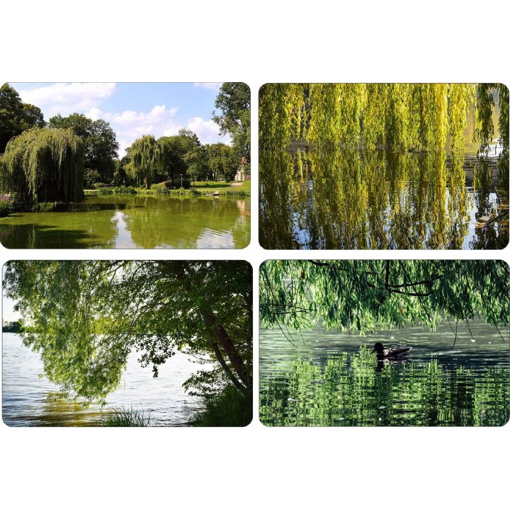 Wierzba płacząca 'Chrysocoma' – szybkorosnące sadzonki 70–120 cm (pakiet 10 szt.)