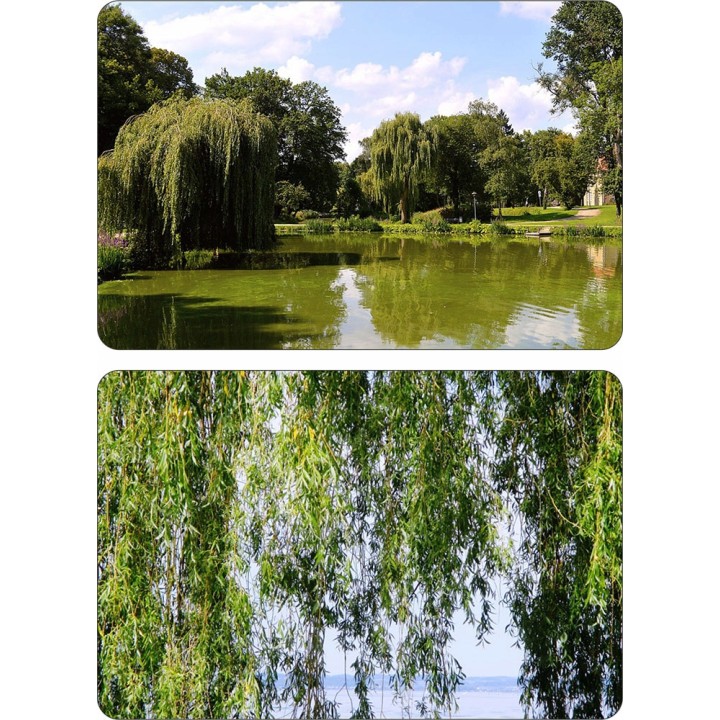 Wierzba płacząca 'Chrysocoma' 70–120 cm — szybkorosnąca sadzonka z gołym korzeniem