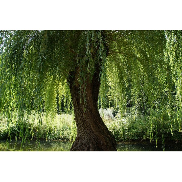 Wierzba płacząca 'Chrysocoma' – szybkorosnące sadzonki 70–120 cm (pakiet 10 szt.)