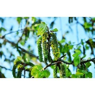 Topola balsamiczna (Populus balsamifera) sadzonka 200–300 cm — szybki wzrost i odporność