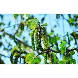 Topola balsamiczna (Populus balsamifera) sadzonka 200–300 cm — szybki wzrost i odporność