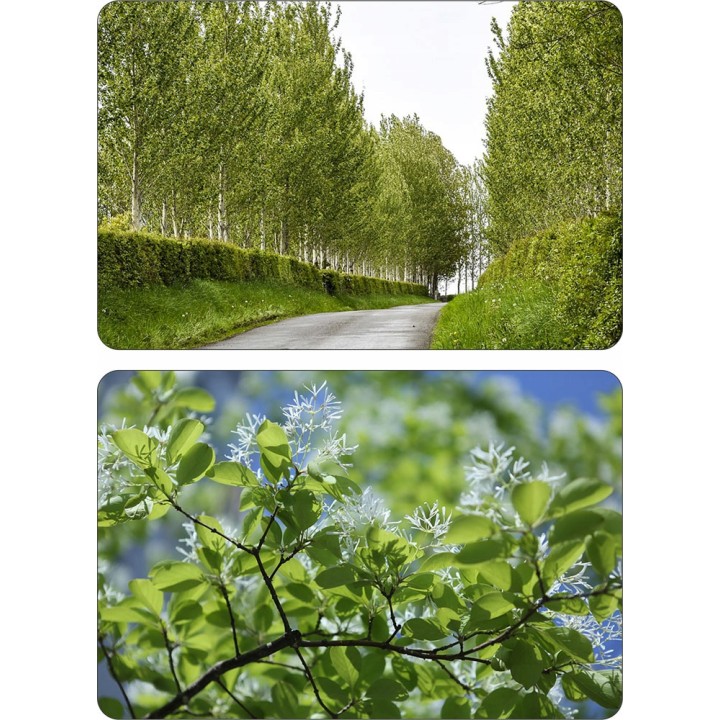 Topola balsamiczna (Populus balsamifera) sadzonka 200–300 cm — szybki wzrost i odporność