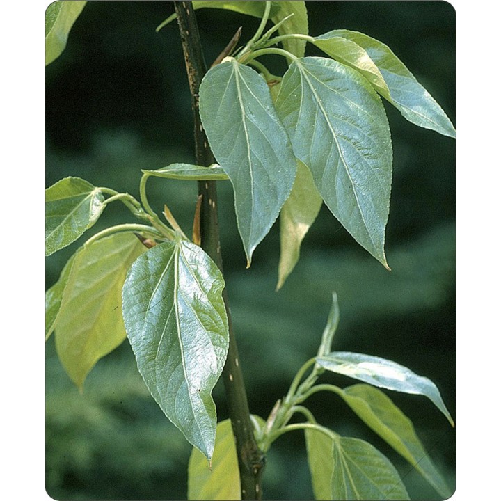 Topola balsamiczna (Populus balsamifera) sadzonka 200–300 cm — szybki wzrost i odporność