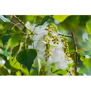 Topola balsamiczna 10 szt. (sadzonki 150–200 cm) — szybki wzrost, odporna na mróz