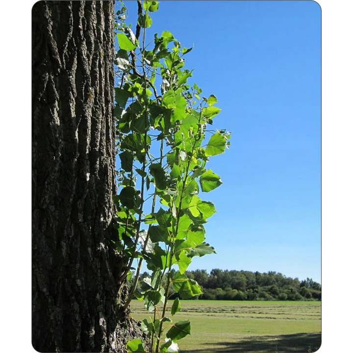 Topola balsamiczna (Populus balsamifera) sadzonka 200–300 cm — szybki wzrost i odporność