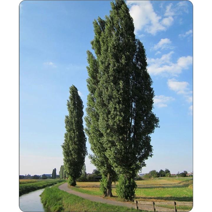 Topola balsamiczna 10 szt. (sadzonki 150–200 cm) — szybki wzrost, odporna na mróz