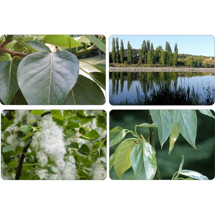 Topola balsamiczna 10 szt. (sadzonki 150–200 cm) — szybki wzrost, odporna na mróz