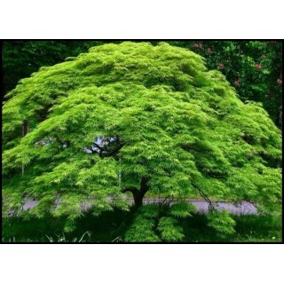 Klon palmowy 'Emerald Lace' – sadzonka 150–200 cm, efektowny liść, odbiór osobisty