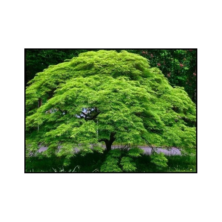 Klon palmowy 'Emerald Lace' – sadzonka 150–200 cm, efektowny liść, odbiór osobisty