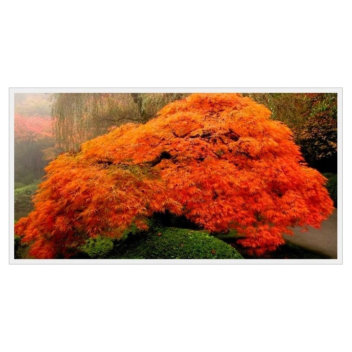 Klon palmowy 'Emerald Lace' – sadzonka 150–200 cm, efektowny liść, odbiór osobisty