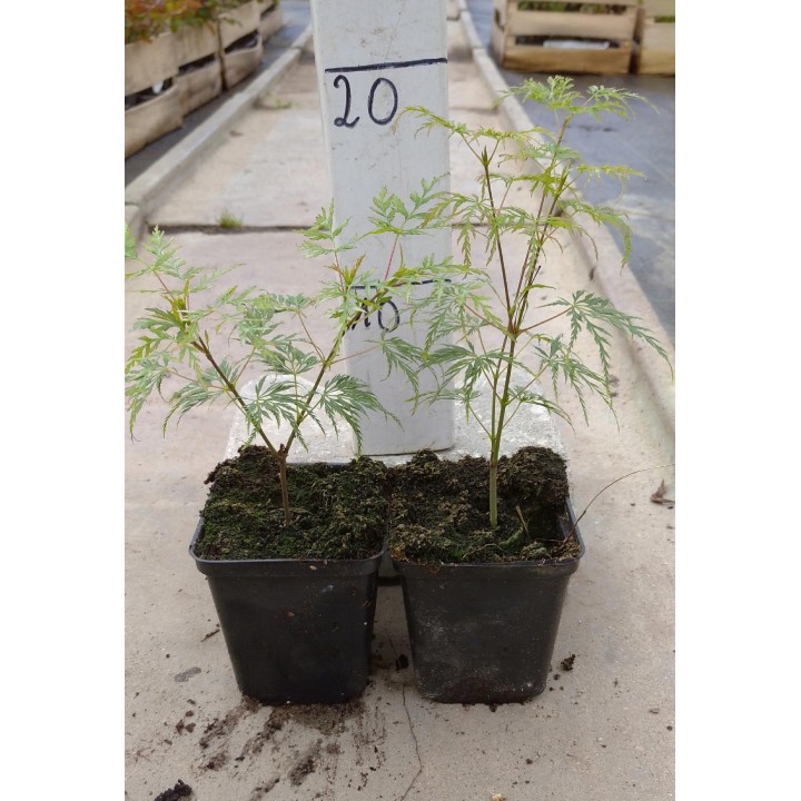 Klon palmowy 'Emerald Lace' – sadzonka 150–200 cm, efektowny liść, odbiór osobisty